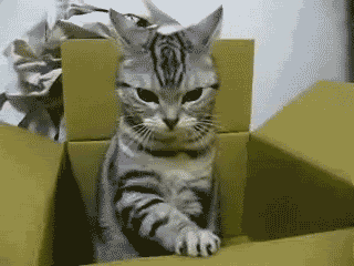Angry cat in a box